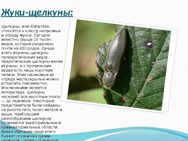 Жуки-щелкуны: Щелкуны, или Elateridae,  относятся к классу насекомых и отряду жуков. Сегодня известно
