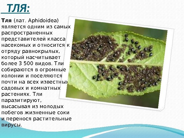   ТЛЯ: Тля (лат. Aphidoidea) является одним из самых распространенных представителей класса насекомых