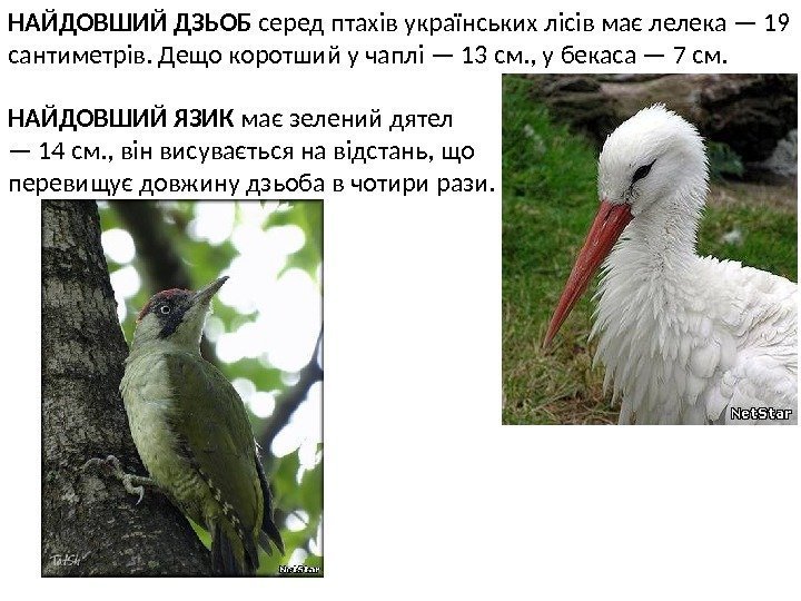 НАЙДОВШИЙ ДЗЬОБ серед птахів українських лісів має лелека — 19 сантиметрів. Дещо коротший у