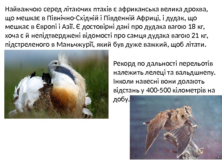 Найважчою серед літаючих птахів є африканська велика дрохва,  що мешкає в Північно-Східній і