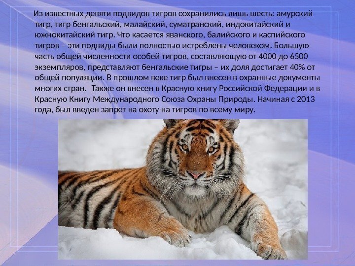 Виды тигров фото и описание