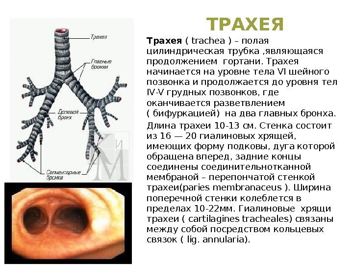 Трахея ( trachea ) – полая цилиндрическая трубка , являющаяся  продолжением гортани. Трахея