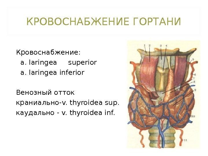 КРОВОСНАБЖЕНИЕ ГОРТАНИ Кровоснабжение: a. laringea superior  a. laringea inferior Венозный отток краниально- v.