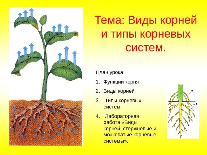 Тема: Виды корней и типы корневых систем. План урока: 1. Функции корня 2. Виды