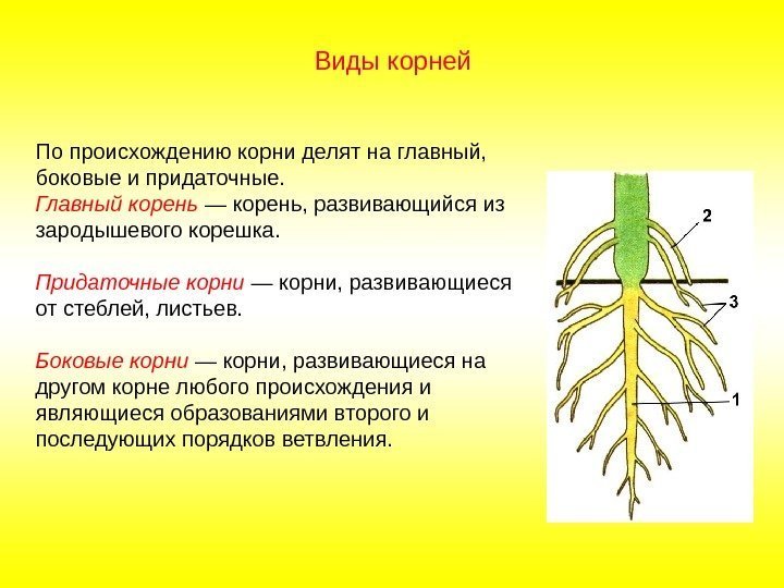 По происхождению корни делят на главный,  боковые и придаточные. Главный корень — корень,