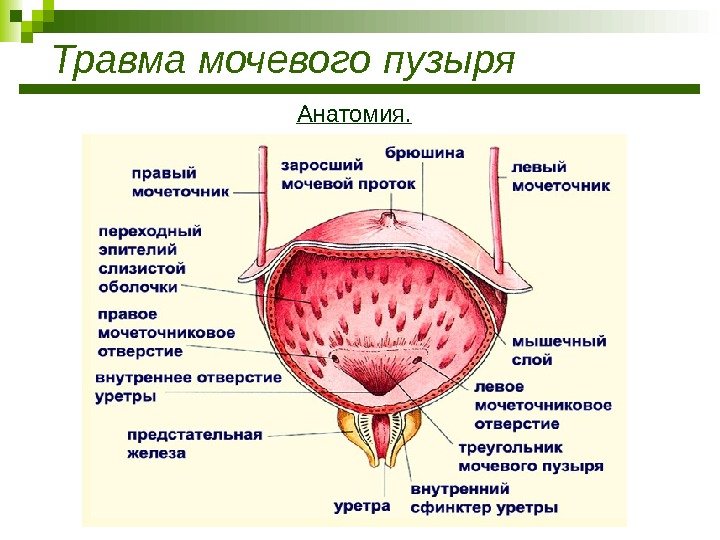 Травма мочевого пузыря Анатомия. 