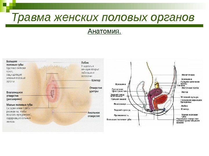 Травма женских половых органов Анатомия. 