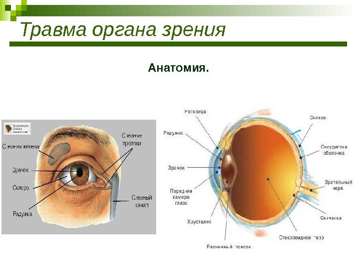 Травма органа зрения Анатомия. 