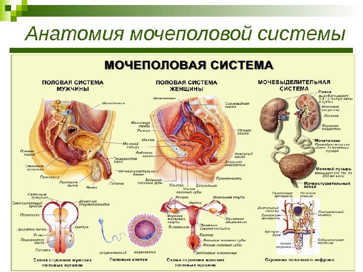 Анатомия мочеполовой системы 