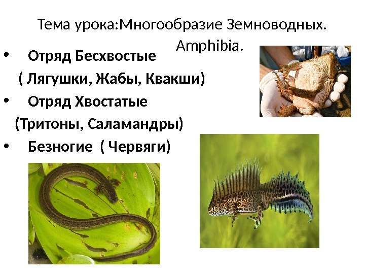 Тема урока: Многообразие Земноводных.   Amphibia.  • Отряд Бесхвостые ( Лягушки, Жабы,