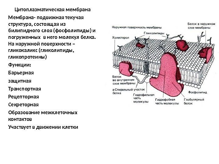 Цитоплазматическая мембрана Мембрана- подвижная текучая структура, состоящая из билипидного слоя (фосфолипиды) и погруженных в