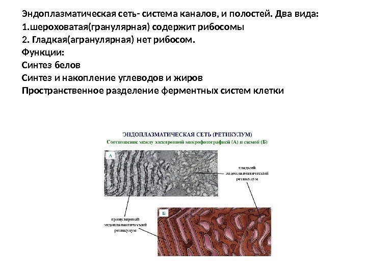 Какая структура изображена на рисунке хромосома эндоплазматическая сеть