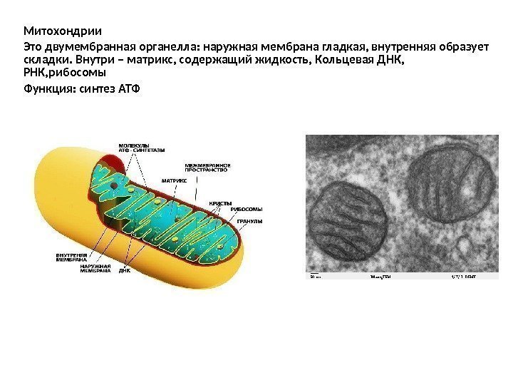 Митохондрии Это двумембранная органелла: наружная мембрана гладкая, внутренняя образует складки. Внутри – матрикс, содержащий