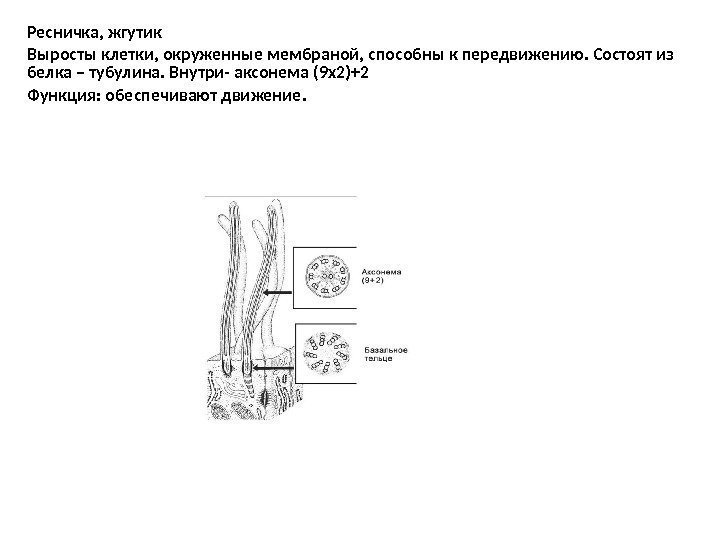 Ресничка, жгутик Выросты клетки, окруженные мембраной, способны к передвижению. Состоят из белка – тубулина.