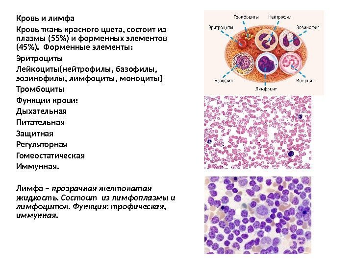 Кровь и лимфа Кровь ткань красного цвета, состоит из плазмы (55) и форменных элементов