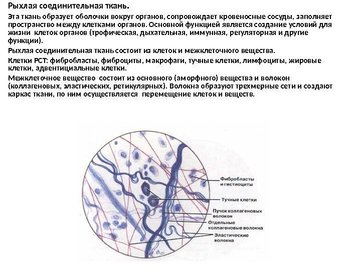 Рыхлая волокнистая неоформленная соединительная ткань рисунок с подписями