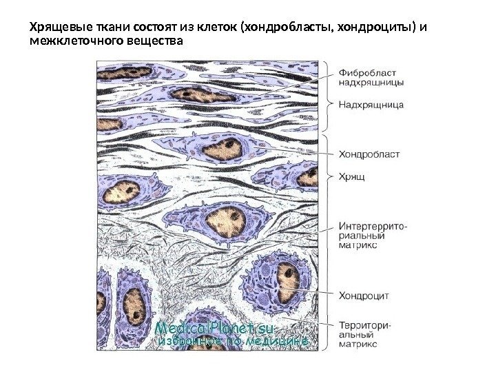 Хрящевые ткани состоят из клеток (хондробласты, хондроциты) и межклеточного вещества 