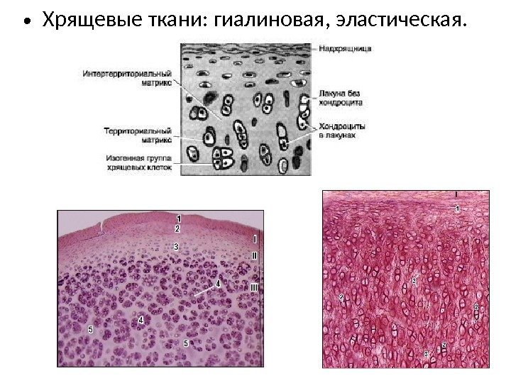  • Хрящевые ткани: гиалиновая, эластическая. 