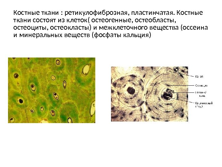 Костные ткани : ретикулофиброзная, пластинчатая. Костные ткани состоят из клеток( остеогенные, остеобласты,  остеоциты,