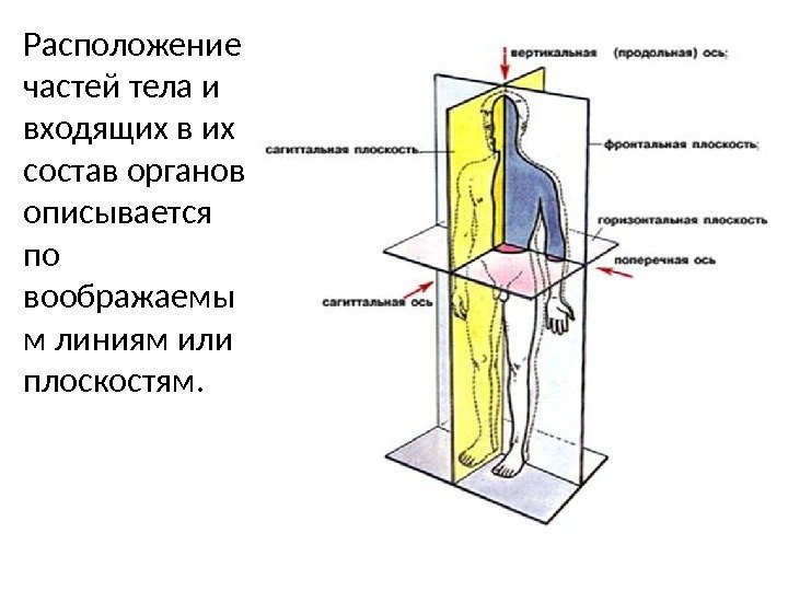 Расположение частей тела и входящих в их состав органов описывается по воображаемы м линиям