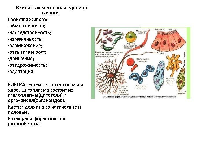 Элементарная структурная единица живого. Клетка элементарная единица живого. Свойства живой клетки. Клетка как элементарная единица живого. Адаптация клеток.