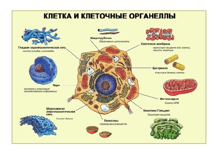 Какие клетки организма человека способны участвовать в процессе изображенном на рисунке