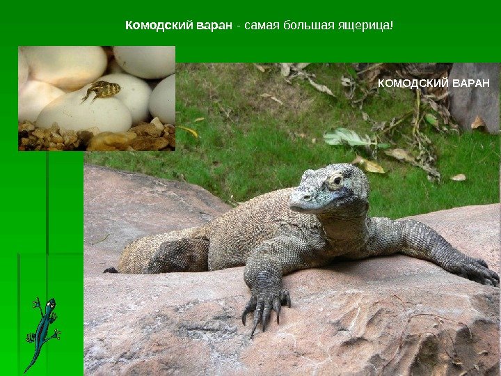 КОМОДСКИЙ ВАРАНКомодский варан - самая большая ящерица!  