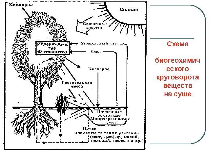   Схема  биогеохимич еского круговорота веществ на суше 