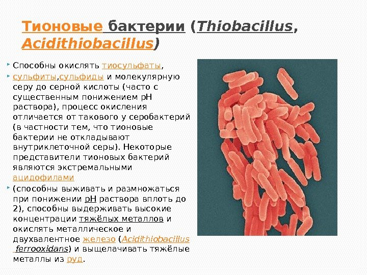 Тионовые бактерии ( Thiobacillus , Acidithiobacillus ) Способны окислять тиосульфаты ,  сульфиты ,