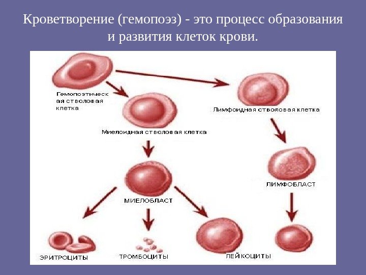 Кроветворение (гемопоэз) - это процесс образования и развития клеток крови. 