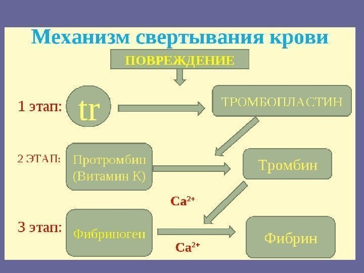 Схема сворачивания крови