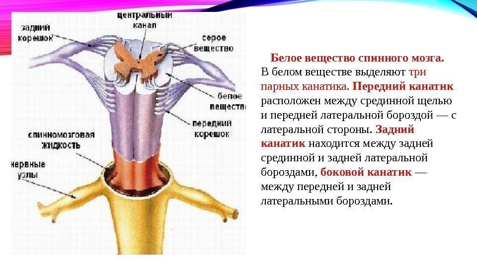 Центральный канал в качестве. Нервные узлы задний корешок. Срединная борозда спинного мозга. Центральный канал спинного мозга строение. Передний корешок задний корешок Центральный канал нервные узлы.