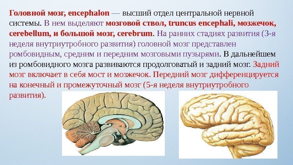Головной мозг, encephalon — высший отдел центральной нервной системы.  В нем выделяют мозговой