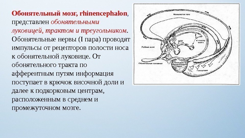 Обонятельный мозг, rhinencephalon ,  представлен обонятельными луковицей, трактом и треугольником.  Обонятельные нервы