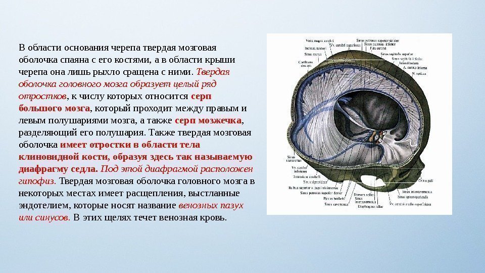 Длинные отростки головного мозга. Отростками твердой оболочки головного мозга являются. Серп большого мозга (твёрдая мозговая оболочка). Синусы твердой оболочки головного мозга анатомия. Отростки твердой мозговой оболочки головного мозга.