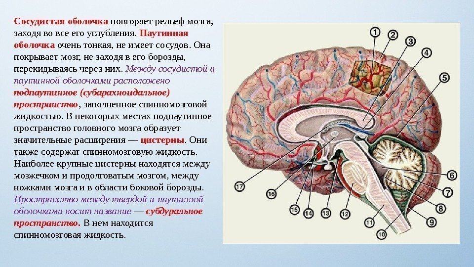 Сосудистая оболочка повторяет рельеф мозга,  заходя во все его углубления.  Паутинная оболочка