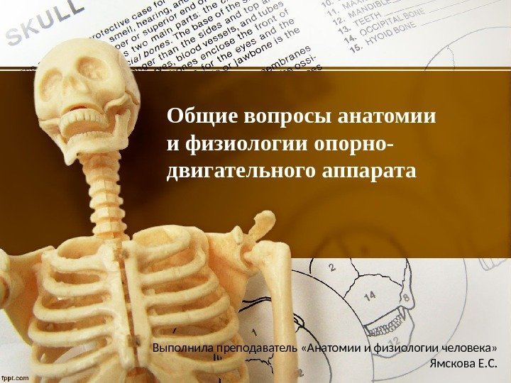 Общие вопросы анатомии и физиологии опорно- двигательного аппарата Выполнила преподаватель «Анатомии и физиологии человека»