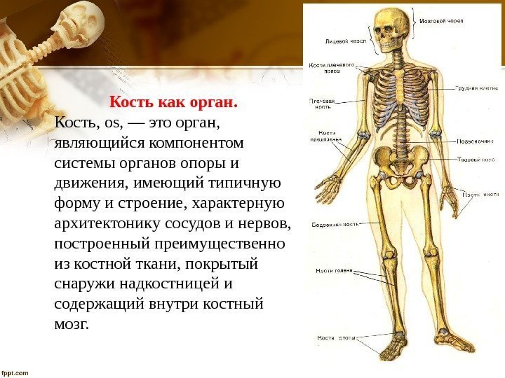 Кость как орган.  Кость, os, — это орган,  являющийся компонентом системы органов