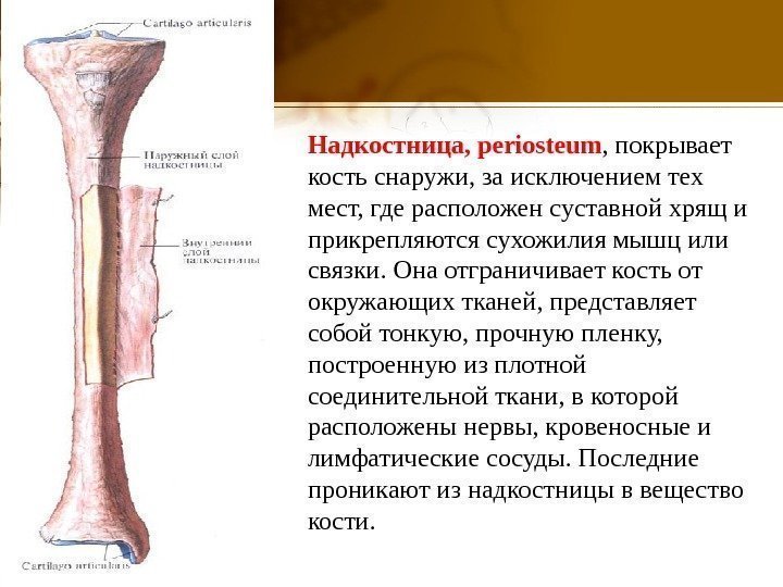 Надкостница, periosteum , покрывает кость снаружи, за исключением тех мест, где расположен суставной хрящ