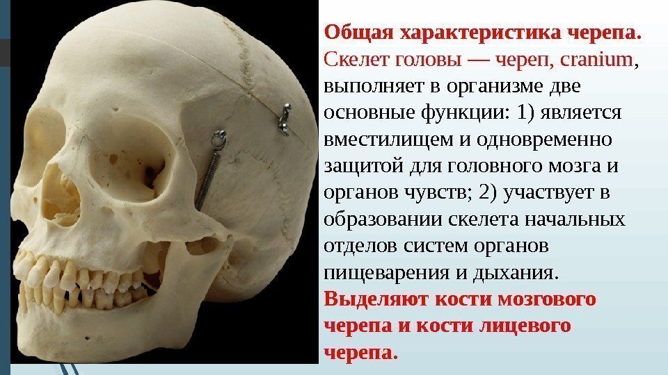 Общая характеристика черепа.  Скелет головы — череп, cranium ,  выполняет в организме