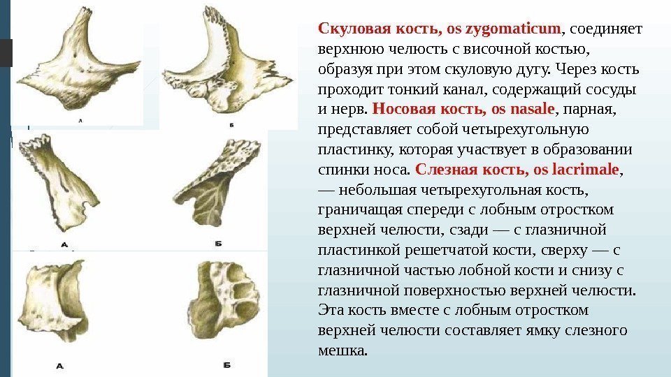 Скуловая кость, os zygomaticum , соединяет верхнюю челюсть с височной костью,  образуя при