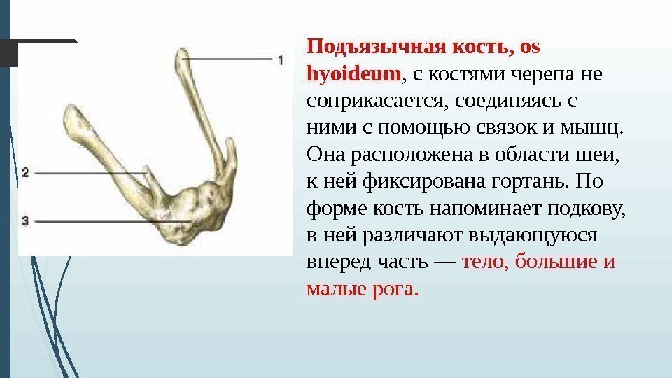 Подъязычная кость, os hyoideum , с костями черепа не соприкасается, соединяясь с ними с