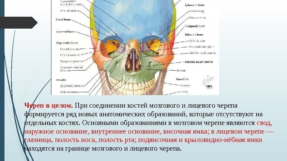 Череп в целом.  При соединении костей мозгового и лицевого черепа формируется ряд новых