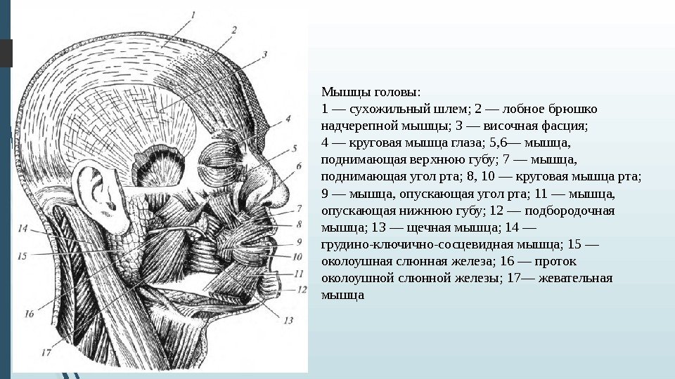 Мышцы головы: 1 — сухожильный шлем; 2 — лобное брюшко надчерепной мышцы; 3 —