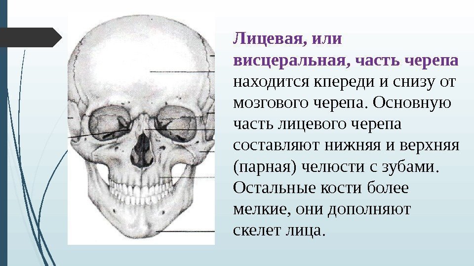 Лицевая, или висцеральная, часть черепа находится кпереди и снизу от мозгового черепа. Основную часть