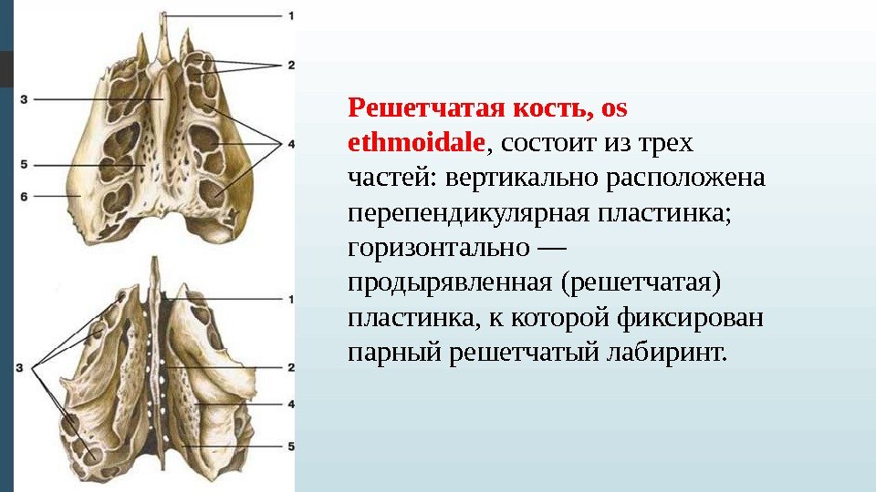 Решетчатая кость, os ethmoidale , состоит из трех частей: вертикально расположена перепендикулярная пластинка; 