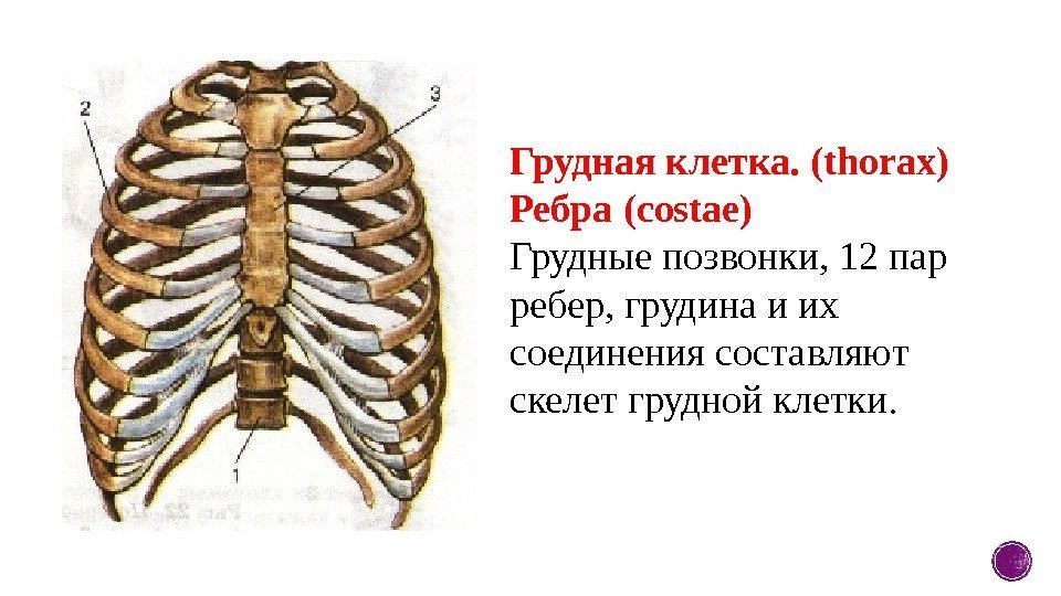 Грудная клетка. (thorax) Ребра (costae) Грудные позвонки, 12 пар ребер, грудина и их соединения