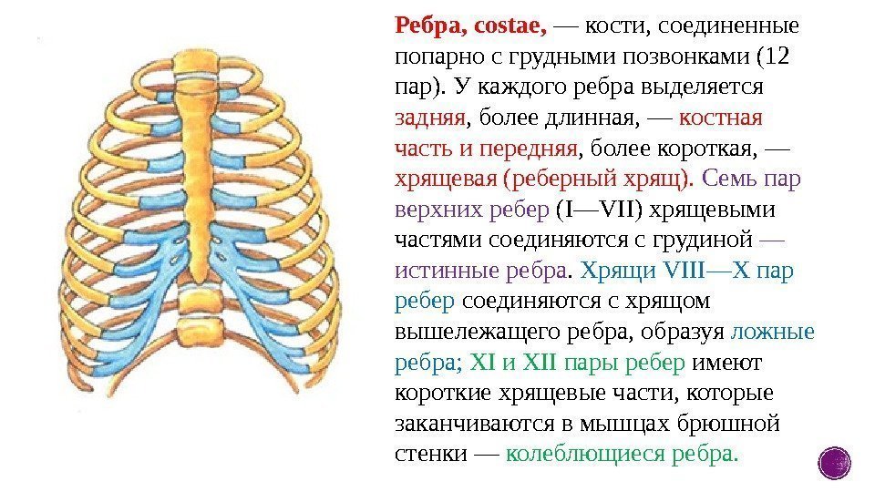 Ребра, costae,  — кости, соединенные попарно с грудными позвонками (12 пар). У каждого