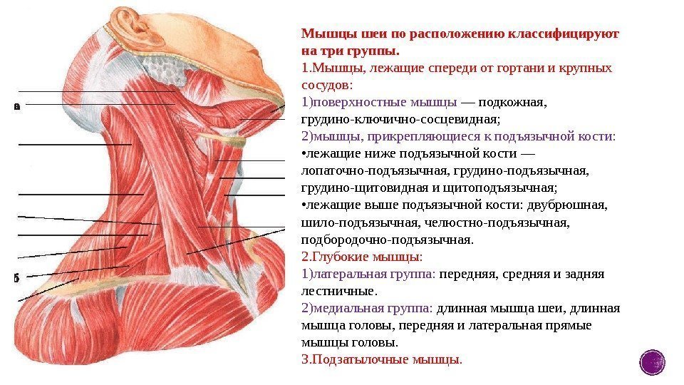 Мышцы шеи по расположению классифицируют на три группы. 1. Мышцы, лежащие спереди от гортани