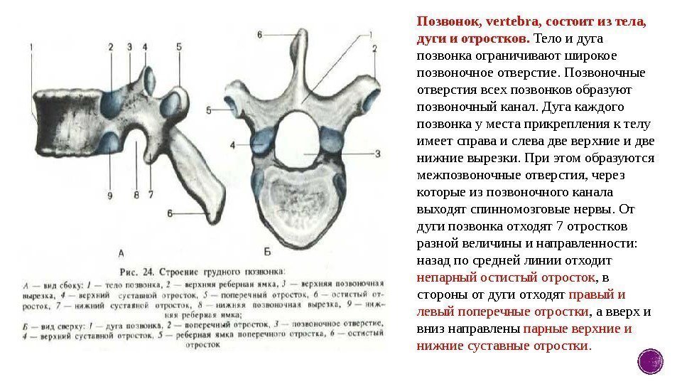 Позвонок, vertebra, состоит из тела,  дуги и отростков.  Тело и дуга позвонка